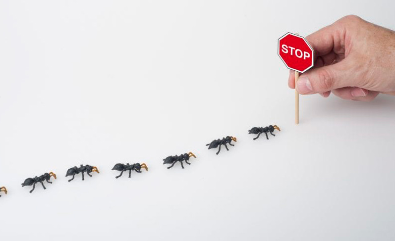 cómo eliminar plaga de hormigas