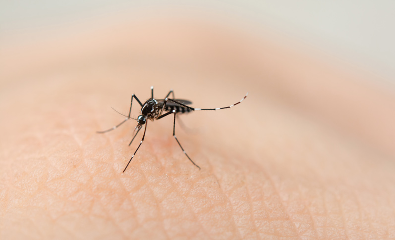 cómo repeler a los mosquitos