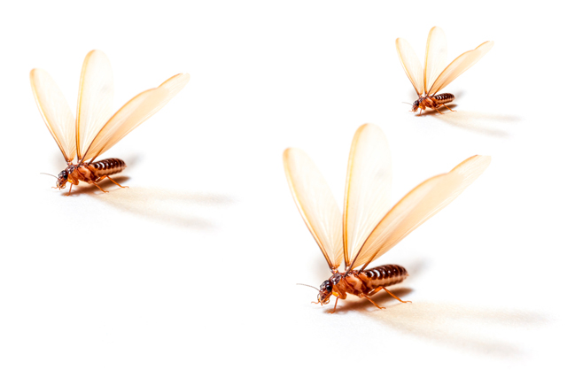Diferencias entre las hormigas voladoras y las termitas aladas