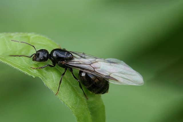 ¿Por qué en verano hay tantas hormigas voladoras?