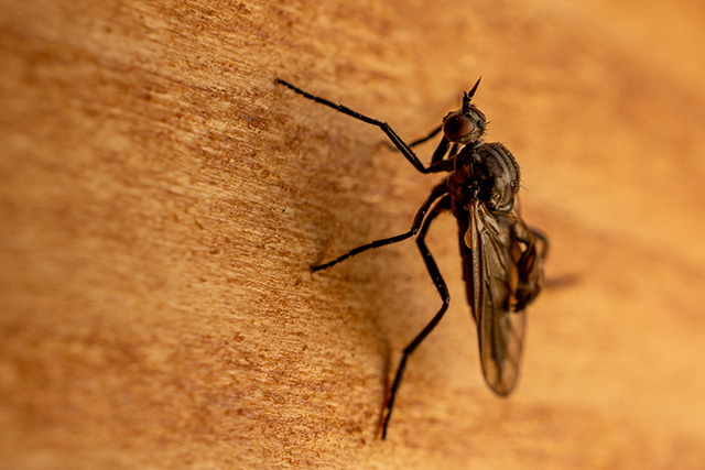 ANECPLA alerta sobre la invasión de la mosca negra en España