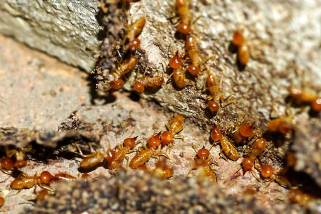 ¿Cómo eliminar termitas?